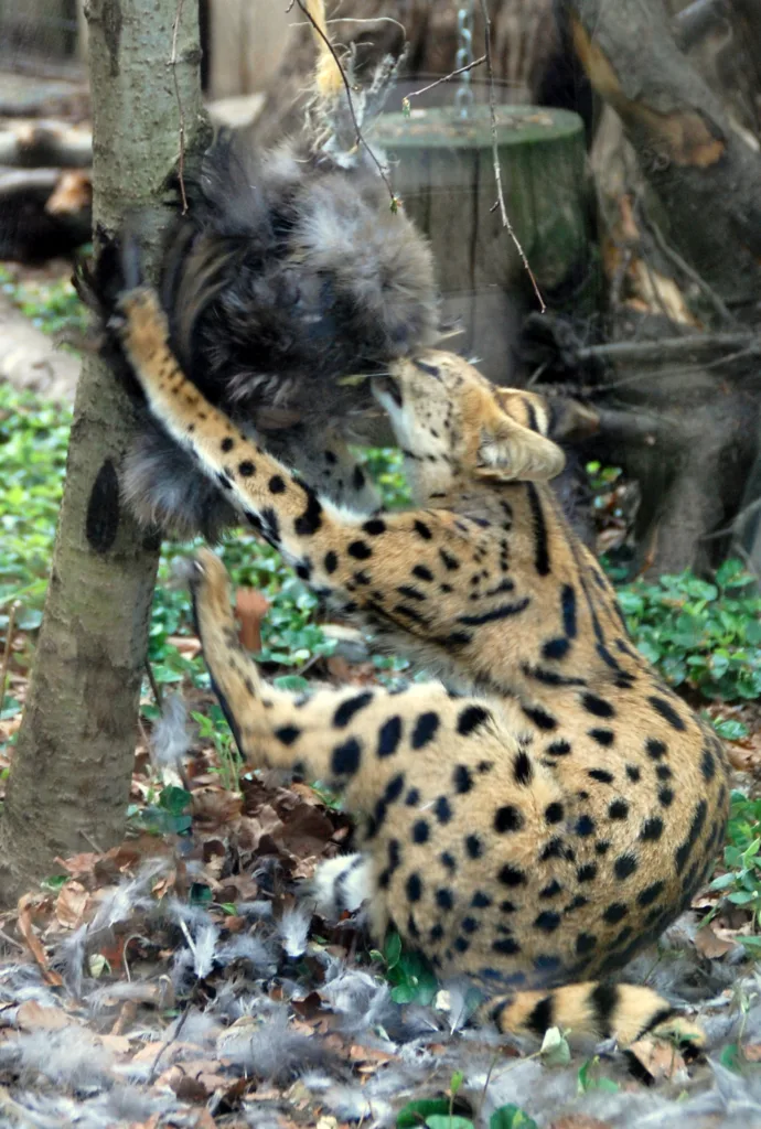 Vista lateral de un serval acostado empinado comiendo una ave colgada en un palo