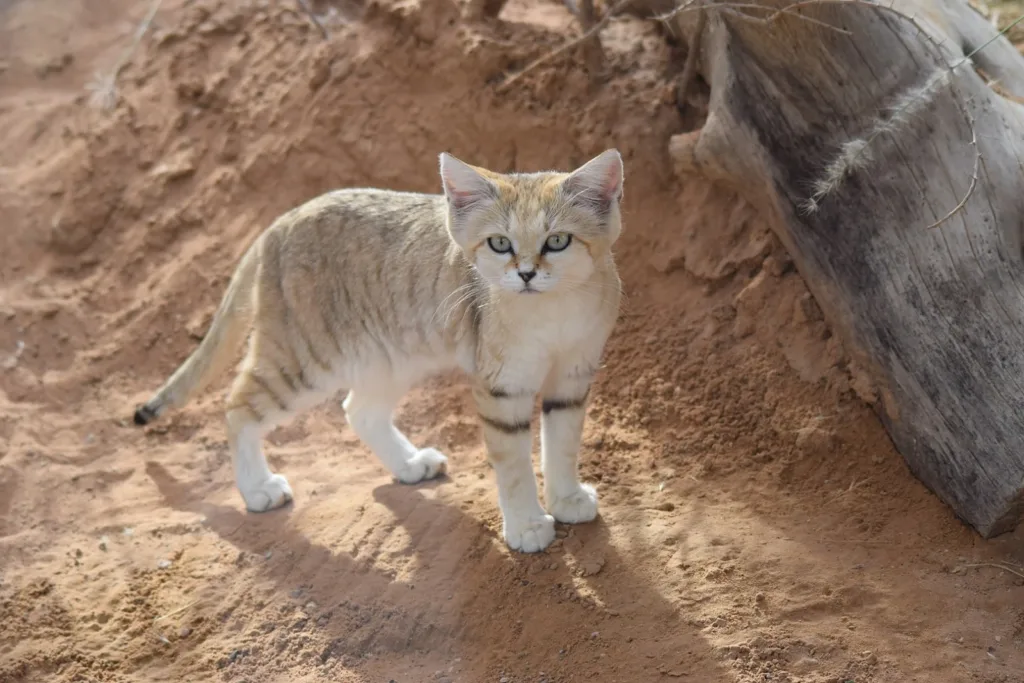 Vista lejana lateral del gato de las arenas en su hábitat