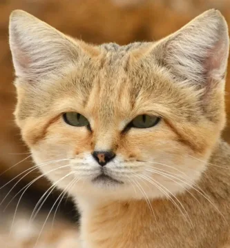 Vista frontal de la cabeza del gato del desierto