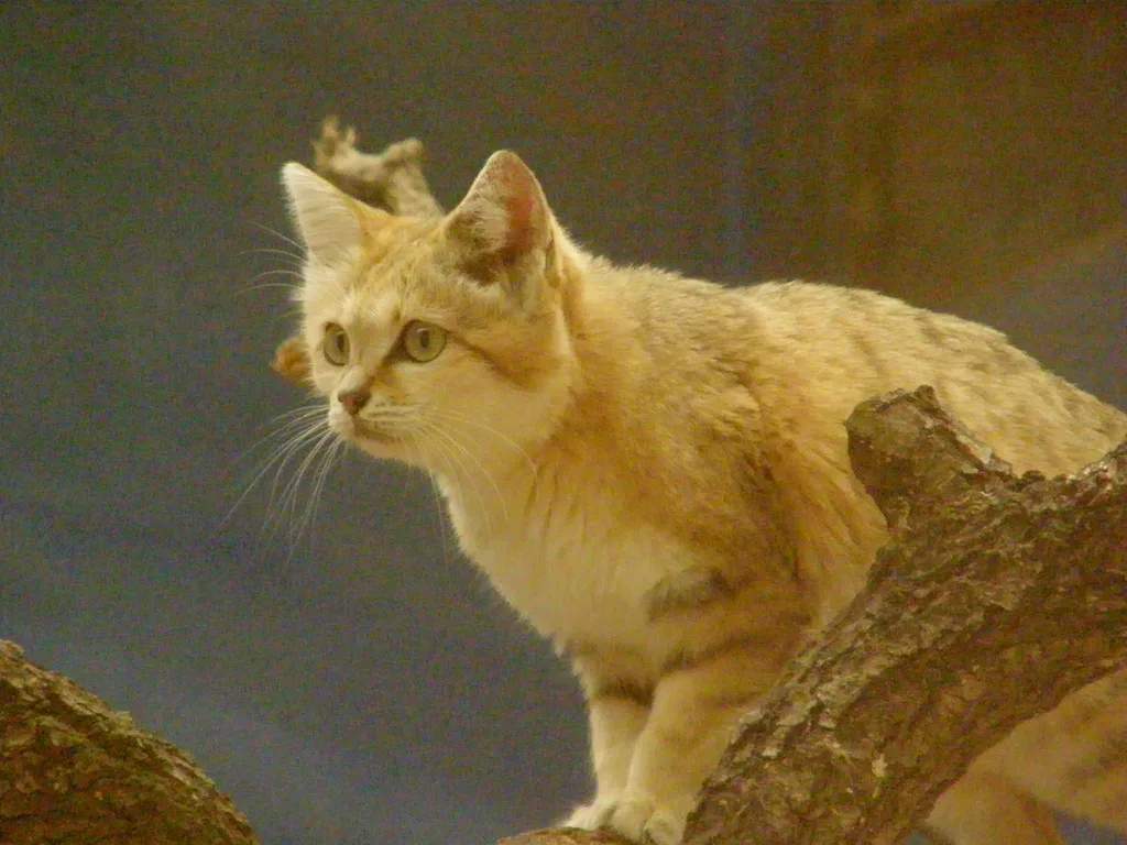 Vista lateral del gato del desierto africano encima de una rama preparándose para saltar