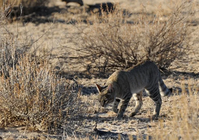 Vista lejana frontal lateral del gato del desierto africano en su hábitat