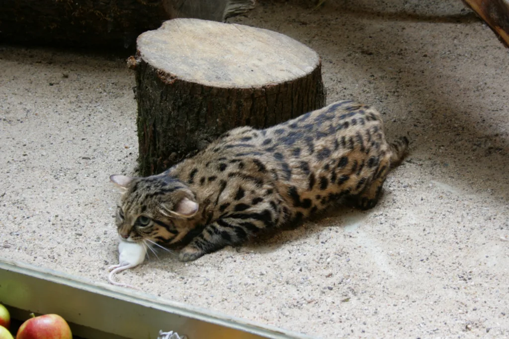 Vista lateral del gato felis nigripes acostado comiendo un ratón blanco