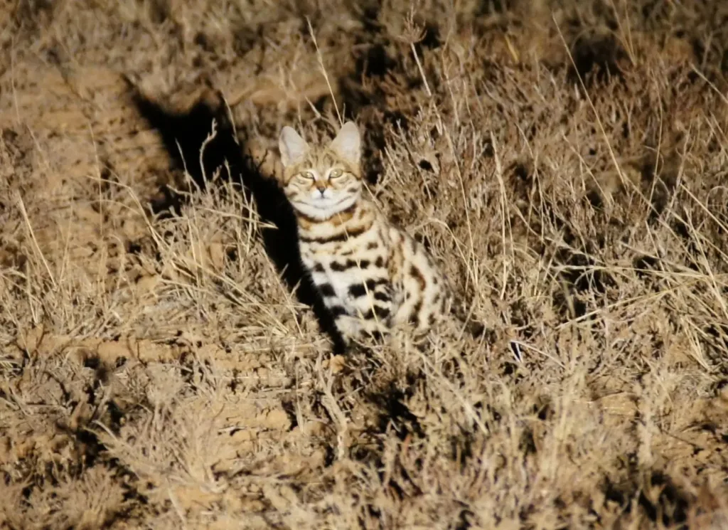 Vista frontal lejana del gato patinegro en su hábitat natural