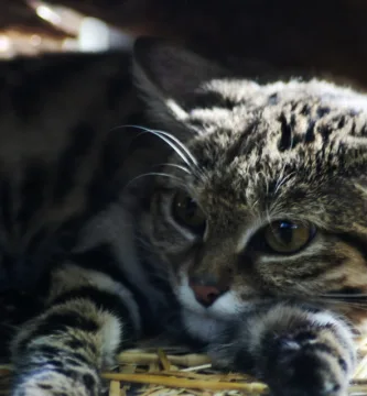 Vista frontal de la cabeza del gato de pies negros estando acostado
