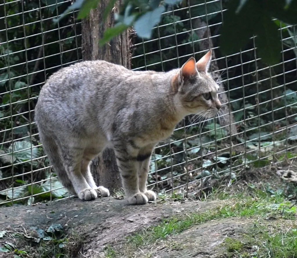 Vista lateral de un gato salvaje africano a cuatro patas en un recinto cerrado
