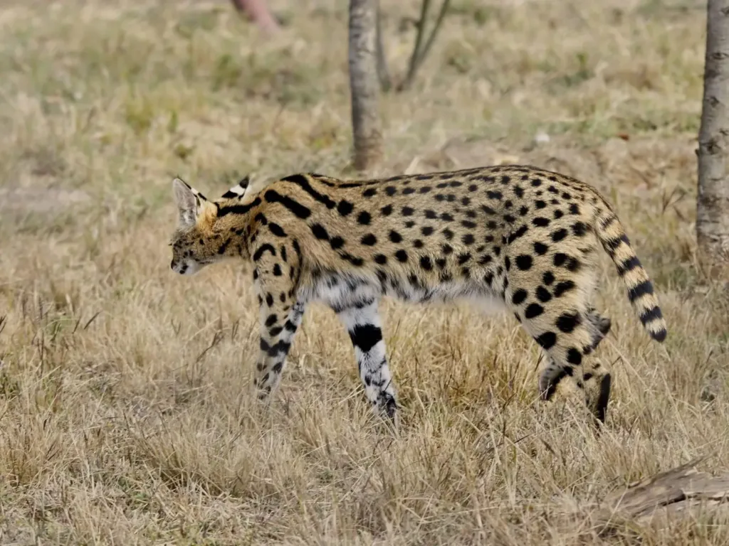 Vista lateral de cuerpo entero del gato serval en la sabana africana