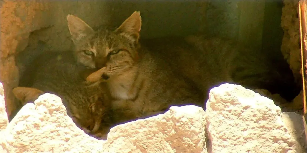 Vista de una madre con su cría de gatos salvajes africanos en una madriguera 