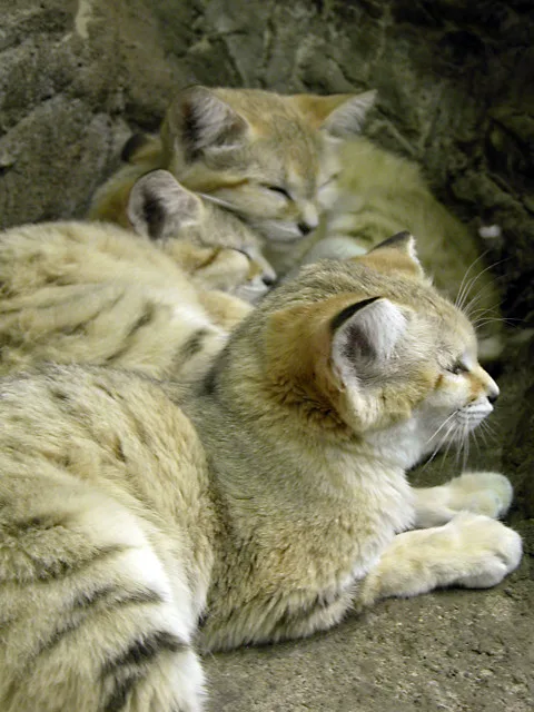 Vista lateral de una familia de gatos del desierto acostados pegados unos a otros
