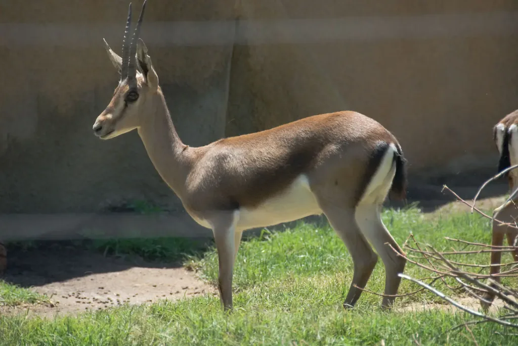 Vista lateral de cuerpo entero de la gazella cuvieri