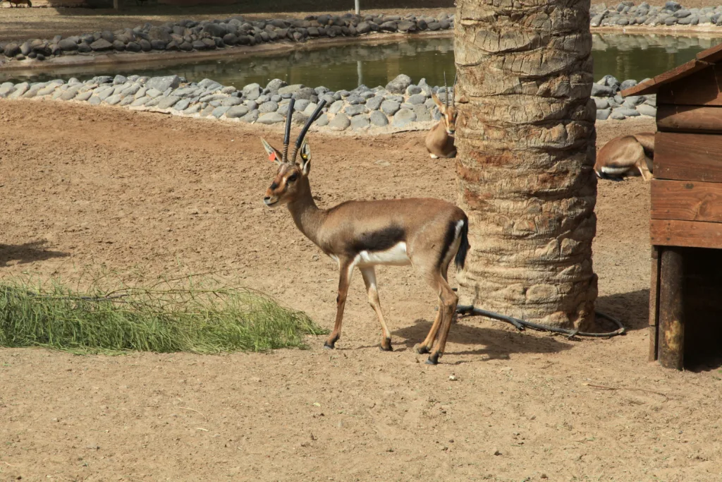 Vista lateral lejana de la gazella cuvieri africana en un recinto de un zoo