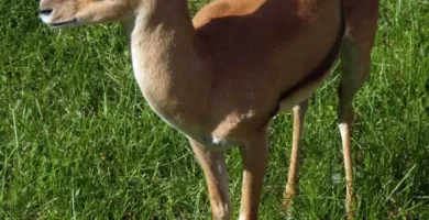 Vista superior de una gazella rufifrons de cuerpo entero
