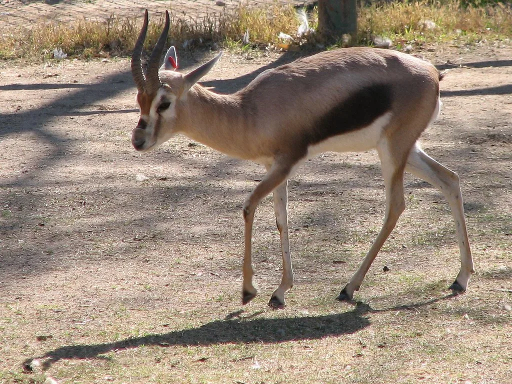 Vista lateral de una gazella spekei de cuerpo entero