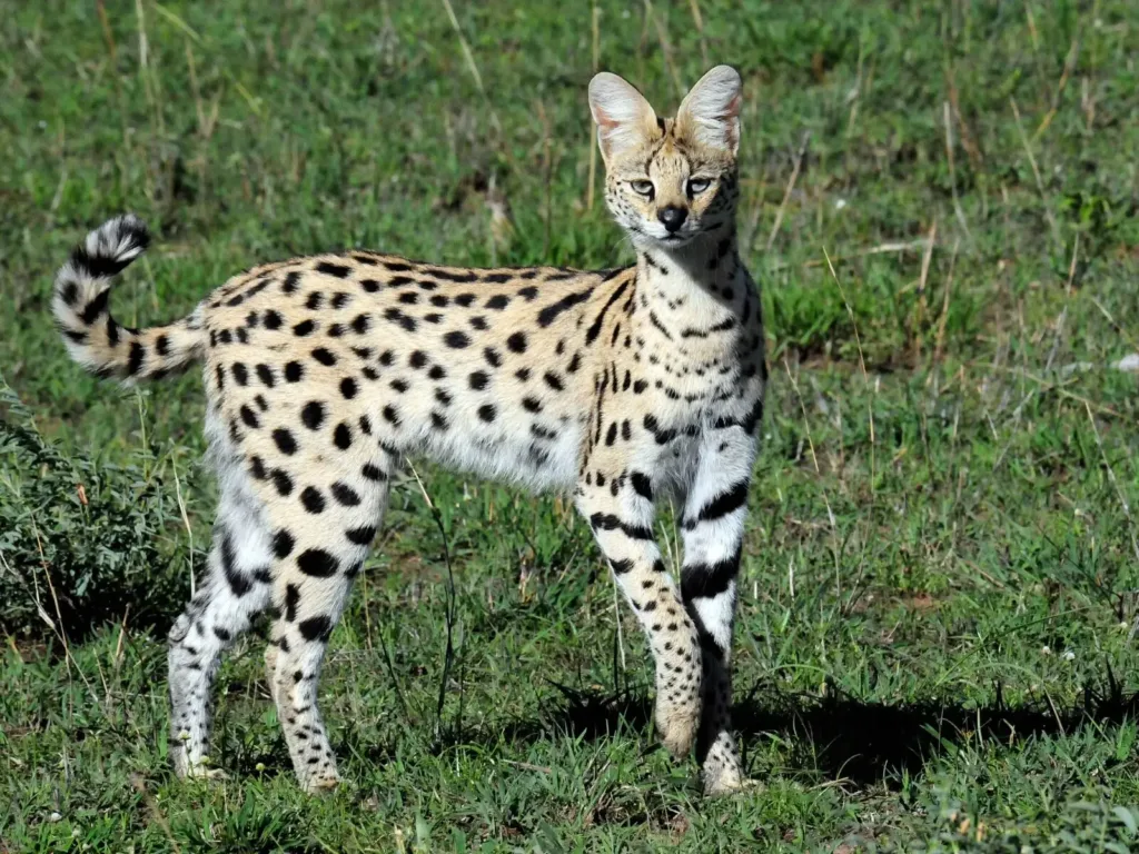 Vista lateral de un leptailurus serval de cuerpo entero mirando a la cámara sobre hierba