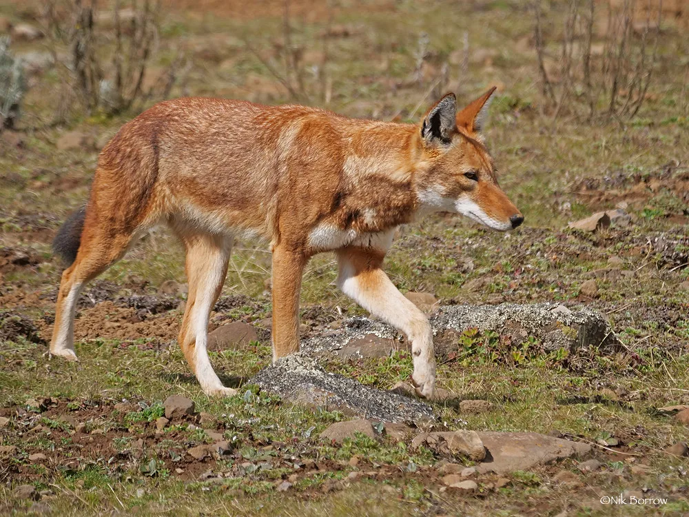 Vista lateral de un lobo abisinio preparándose para la caza con sus orejas abiertas
