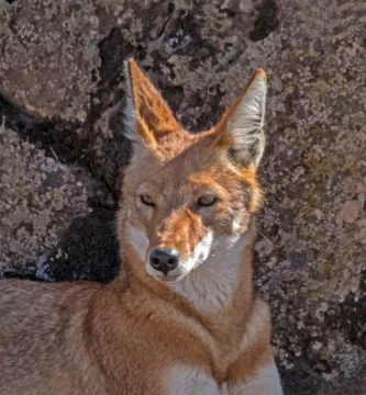 Vista frontal del lobo etíope acostado mirando ligeramente a su derecha