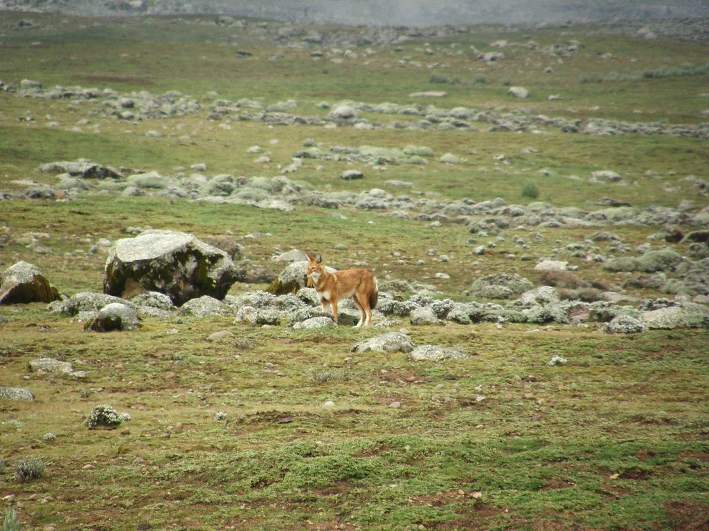 Vista lejana de un lobo etíope abisinio en su hábitat natural