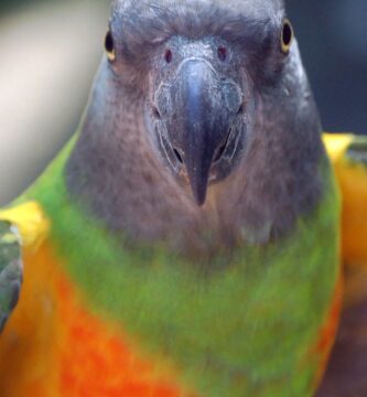 Vista frontal del lorito senegalés
