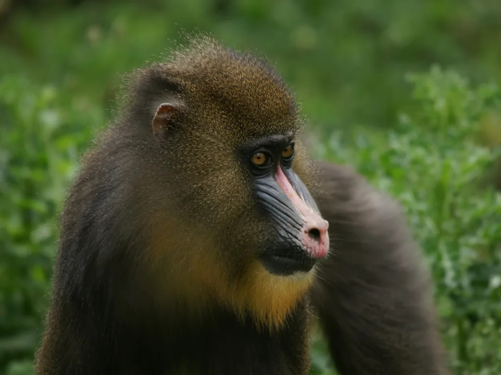 Vista frontal de un mono mandrillus sphinx mirando a su izquierda con vegetación al fondo