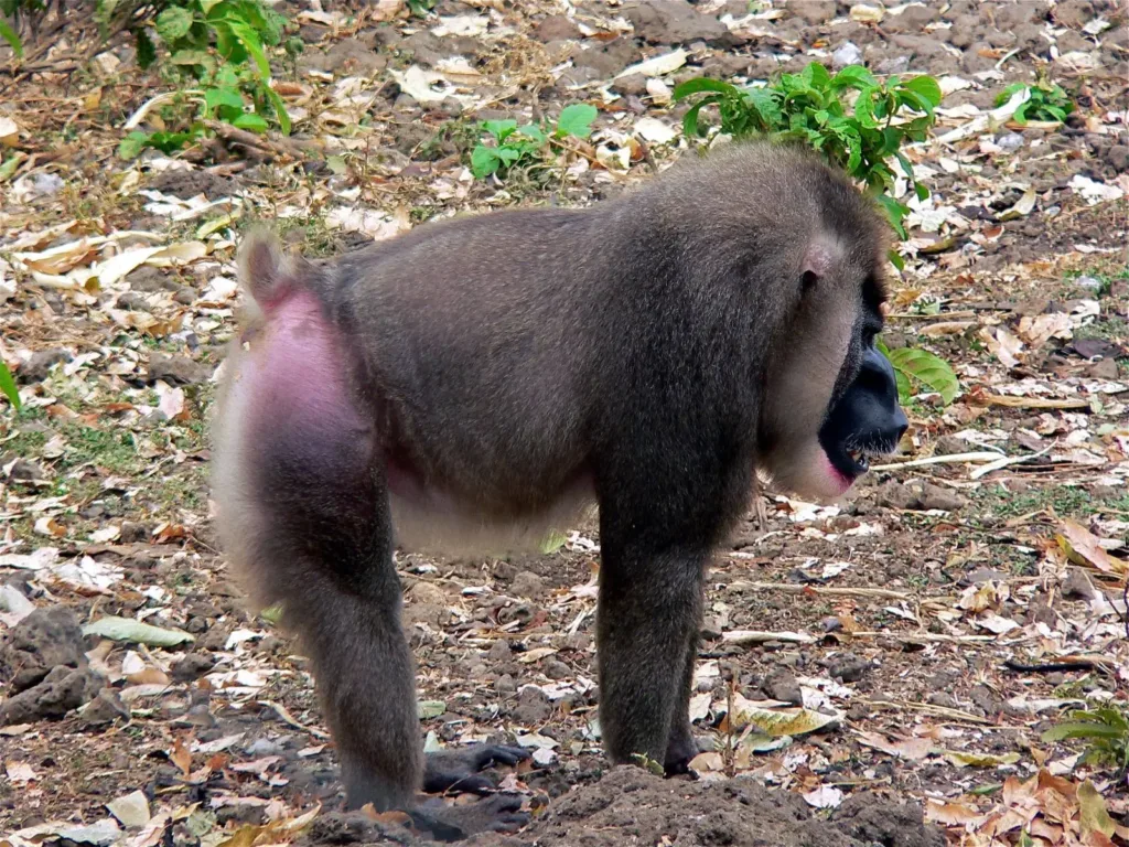 Vista lateral de un mono perforador a cuatro patas sobre la tierra