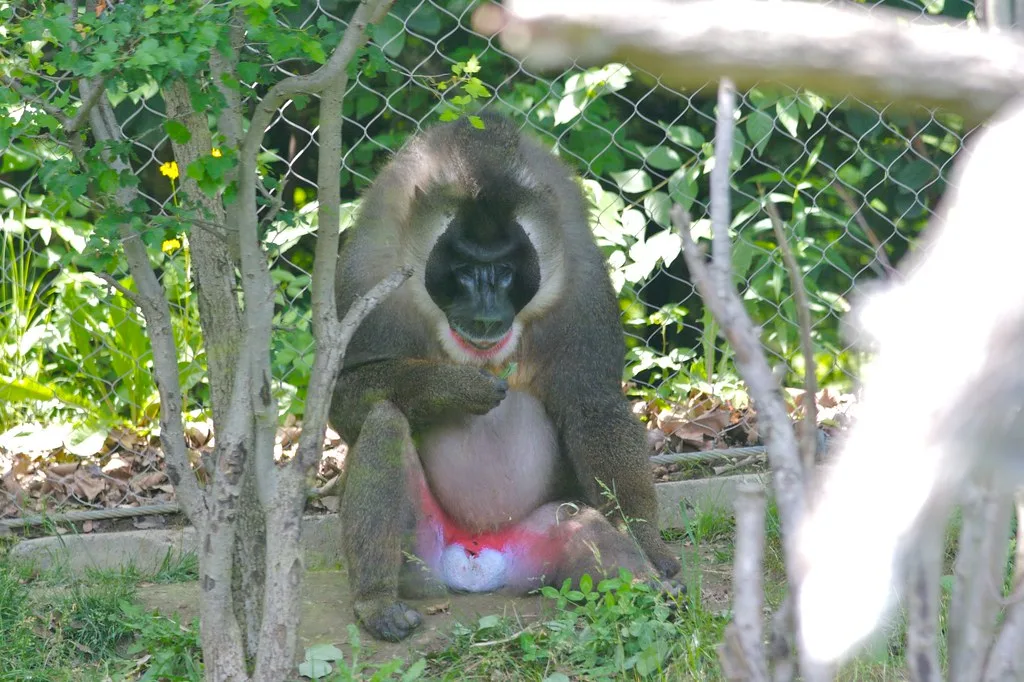 Vista frontal de un mono taladro sentado encerrado en el recinto de un zoo