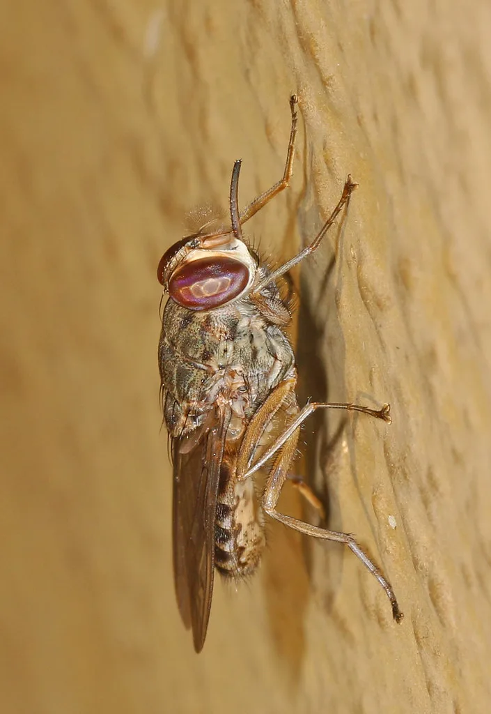 Vista lateral de una mosca Tse-tsé africana apoyada en una pared mirando hacia arriba