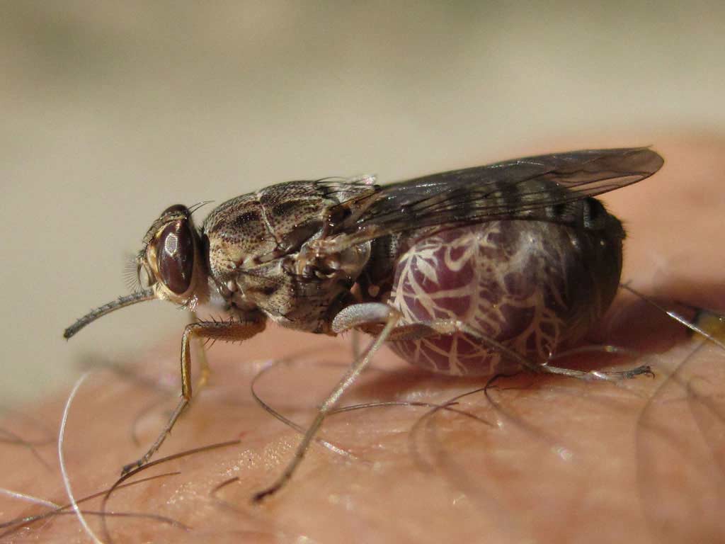 Vista lateral de una mosca tse tse sobre piel humana