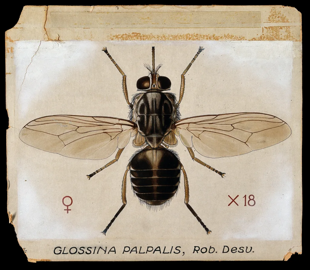 Vista de planta de un dibujo de la mosca tsetse
