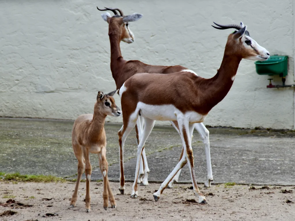 Vista de una familia de nanger dama mhorr en un recinto de un zoo