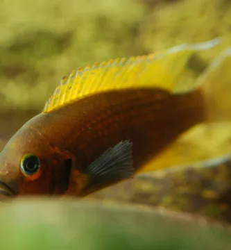 Vista frontal lateral del neolamprologus pulcher