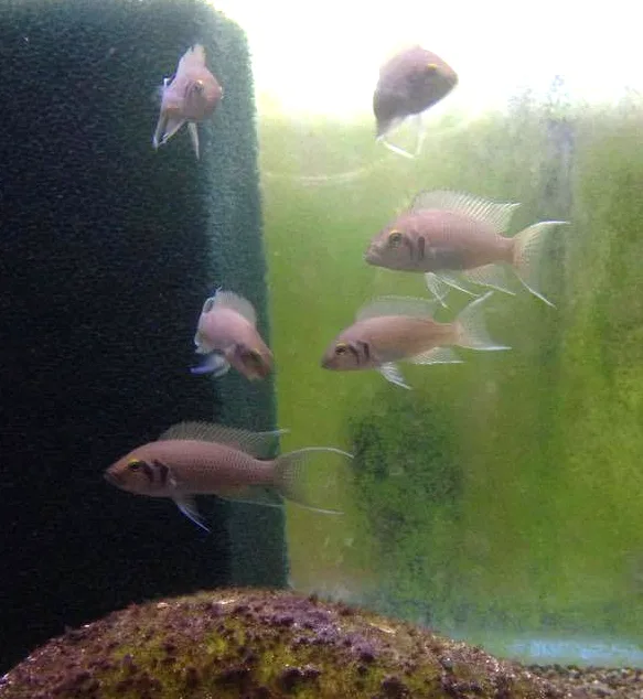 Vista lateral de varios peces neolamprologus pulcher en un acuario