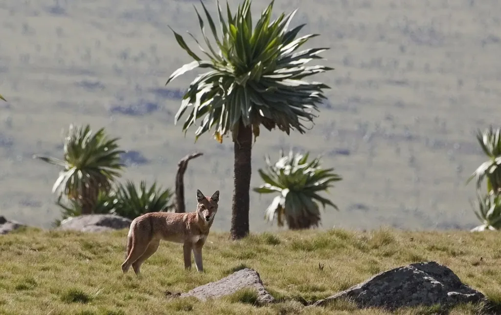 Perro de Semién en la parte alta de las montañas de Etiopía