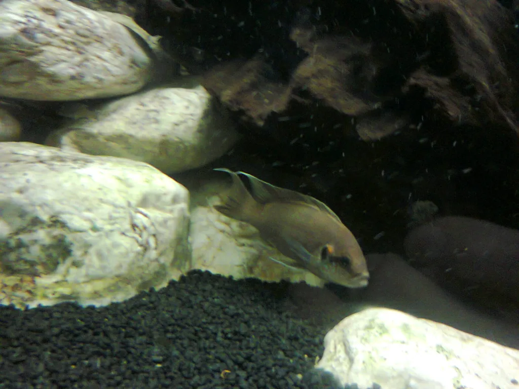 Vista lateral lejana del pez africano neolamprologus pulcher con rocas al fondo