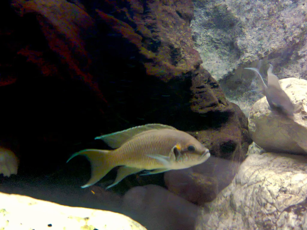 Vista lateral del pez cíclido neolamprologus pulcher en un acuario