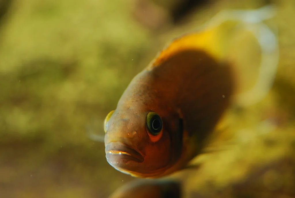 Vista frontal del pez neolamprologus pulcher