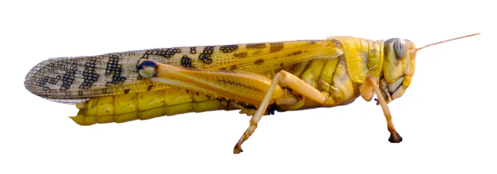 Vista lateral de la schistocerca gregaria de color amarillo a manchas sobre fondo blanco