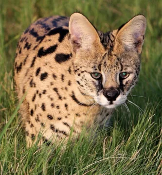 Vista frontal de la cabeza del serval en la vegetación