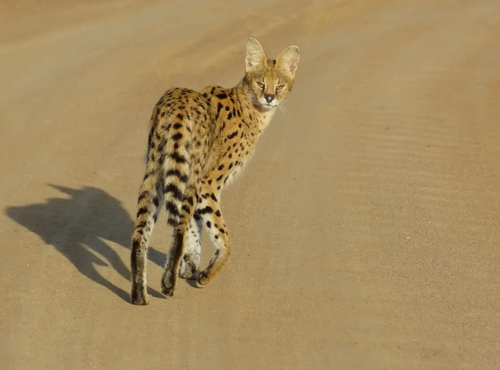 Vista trasera del serval africano mirando hacia la cámara sobre arena