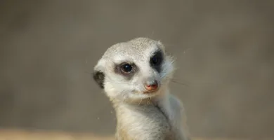 Vista frontal de la cabeza de una suricata