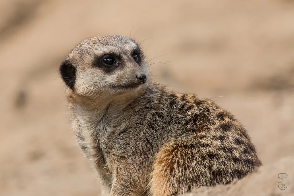 Vista lateral de una suricata suricatta mirando a su espalda