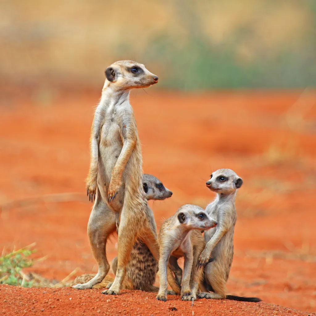 Vista frontal de una madre suricata con sus tres crías en la arena