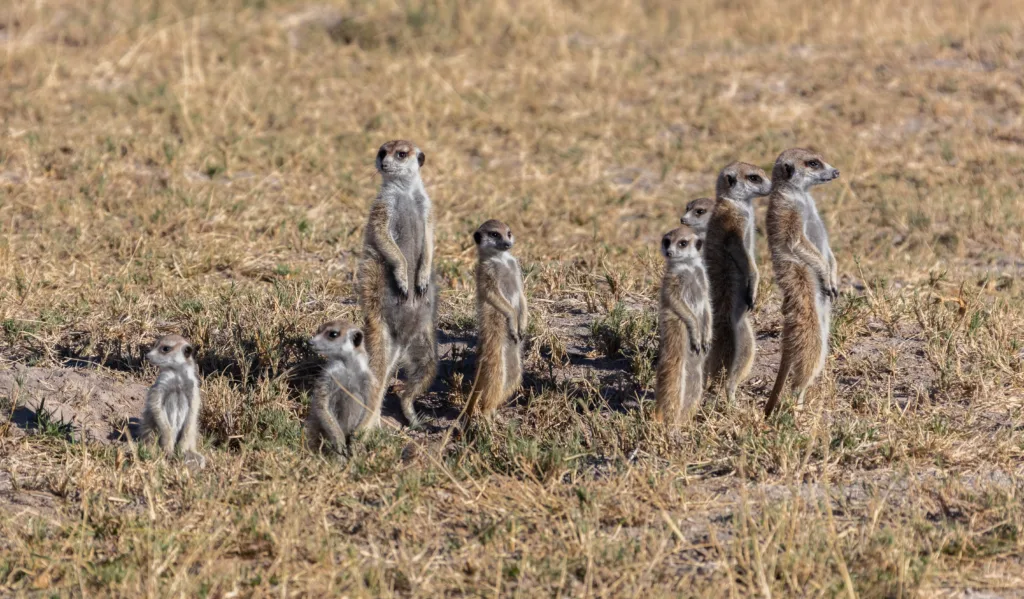 Vista de un grupo de suricatas africanas de pie en la sabana africana