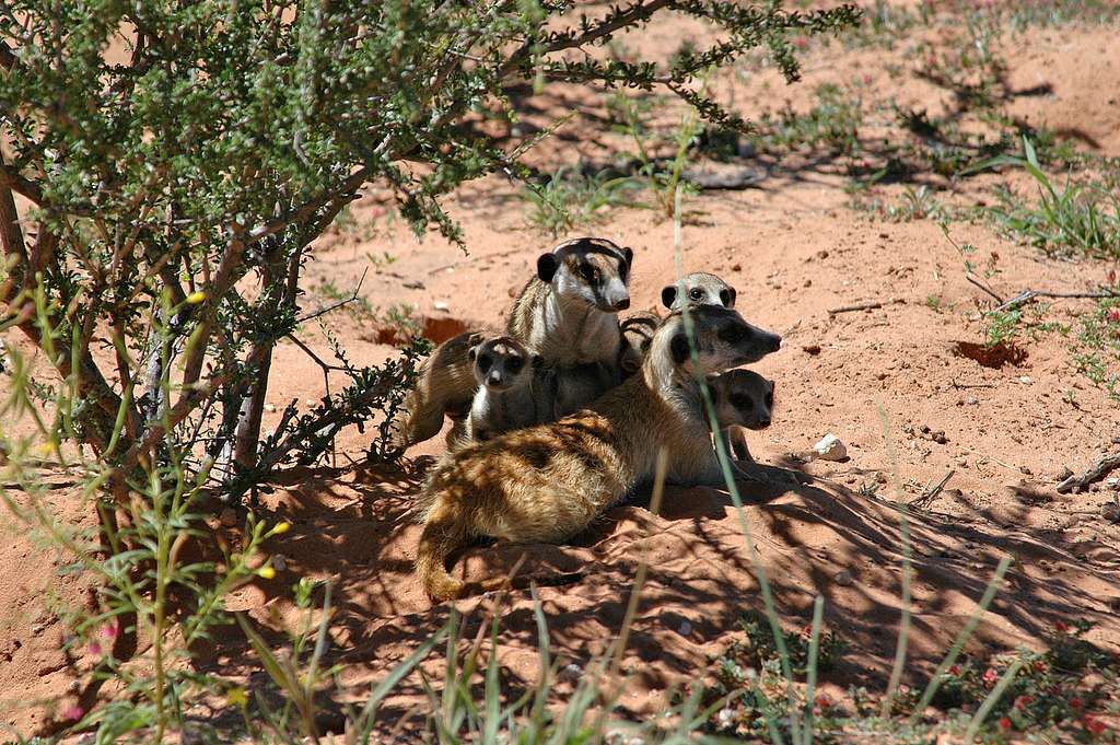 Vista de un grupo de suricatas suricatta tomando la sombra en unos arbustos