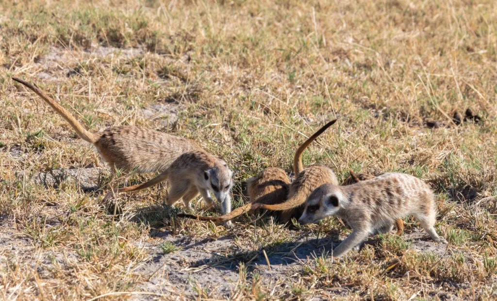 Vista de un grupo de suricatos africanos buscando comida en el suelo