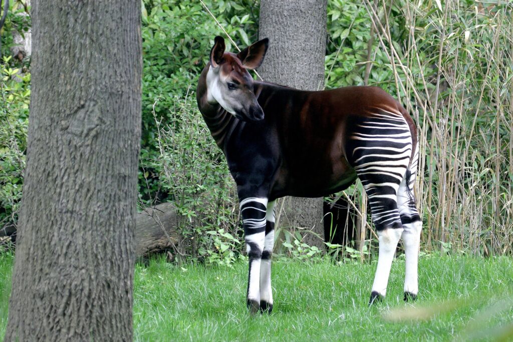Vista lateral de un okapi que mira a su espalda en su hábitat natural