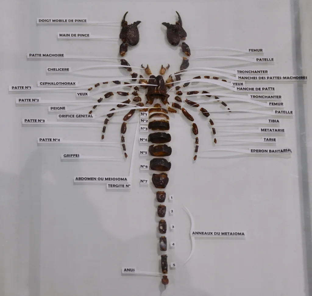 Vista de planta de la anatomía del escorpión emperador con el nombre de todas sus partes