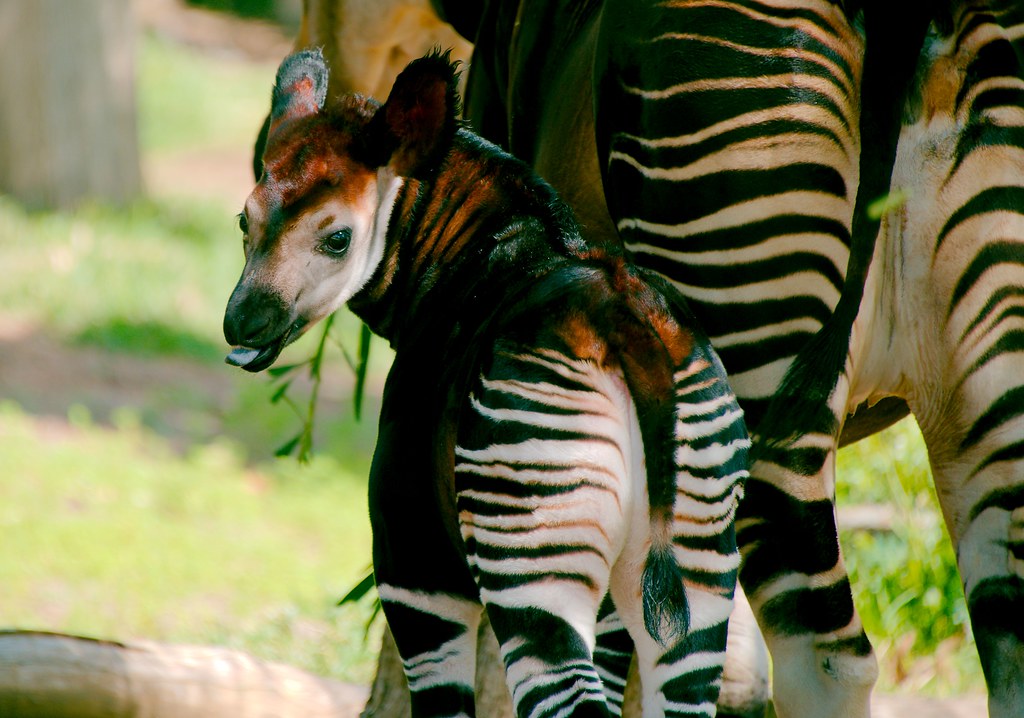 Vista trasera de una cría de okapi al lado de su madre 