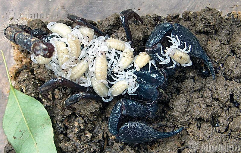 Vista de planta de una hembra de escorpión emperador con sus crías encima
