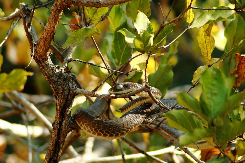 Vista frontal lejana de una culebra arborícola de El Cabo enrollada en una rama de un árbol