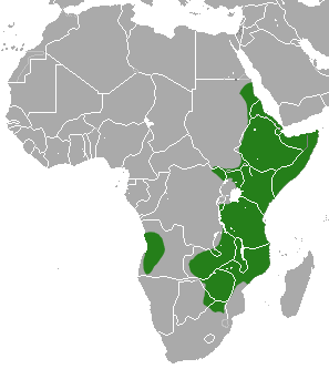 Vista frontal de un mapa gris con una leyenda verde que muestra la distribución del Damán de Bruce en África