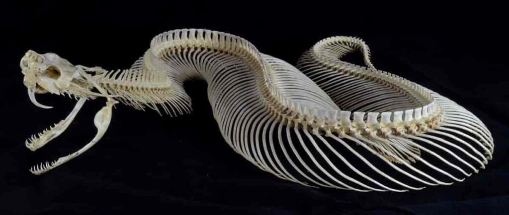 Vista lateral del esqueleto de la víbora del Gabón sobre fondo negro